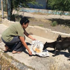 Animal Kindness Beyond Borders